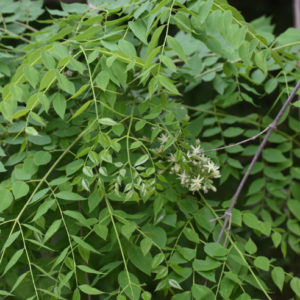 Kentucky Coffee Tree