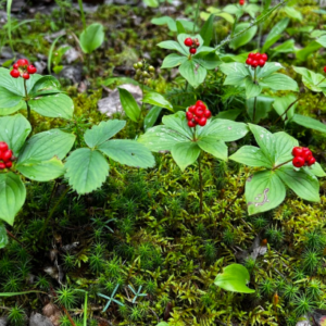 Creeping dogwood (Canadian Bunchberry)