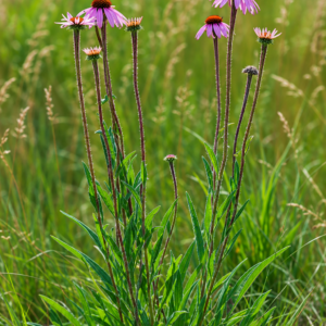 Narrow-leaved Purple Coneflower