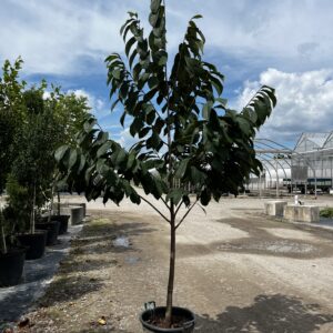 Paw Paw (Asimina triloba) 15 G Pot 7-9 foot tall No shipping