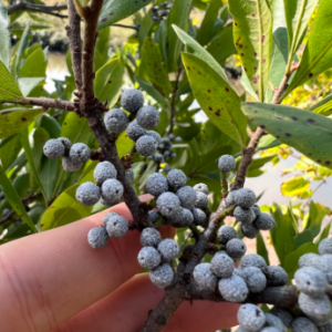 Northern Bayberry
