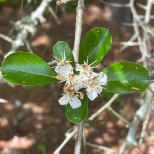 Cockspur Hawthorn