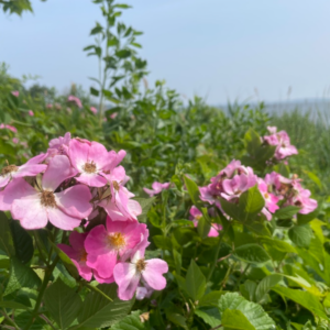 Climbing Prairie Rose (Rosa setigera)