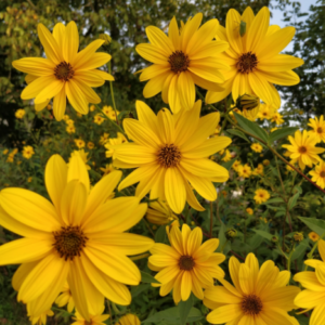 Jerusalem Artichoke